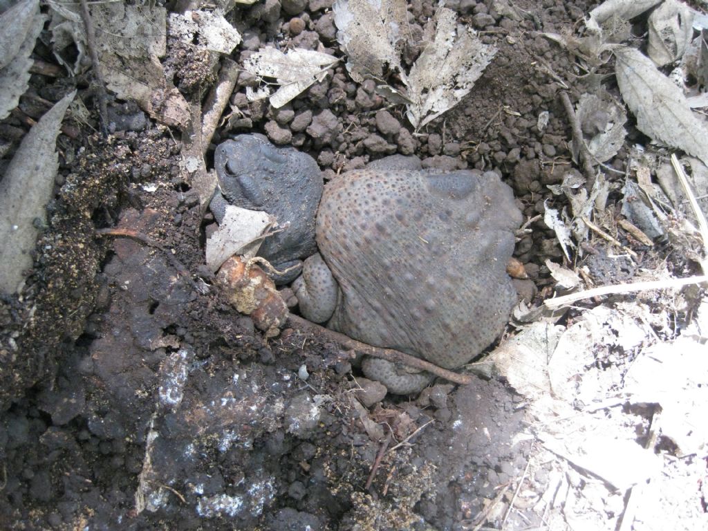 Rospi - Bufo bufo